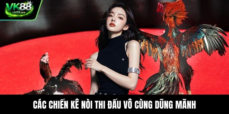 Các chiến kê nòi thi đấu vô cùng dũng mãnh