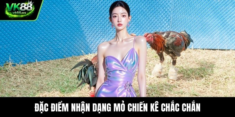 Đặc điểm nhận dạng mỏ chiến kê chắc chắn