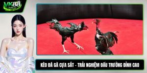 Kèo đá gà cựa sắt
